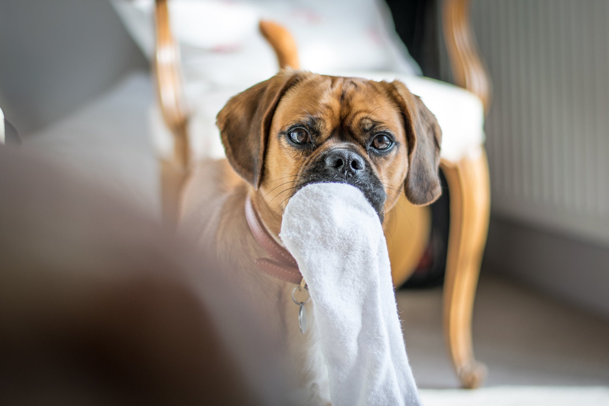 Tried & Tested - Ruff and Tumble