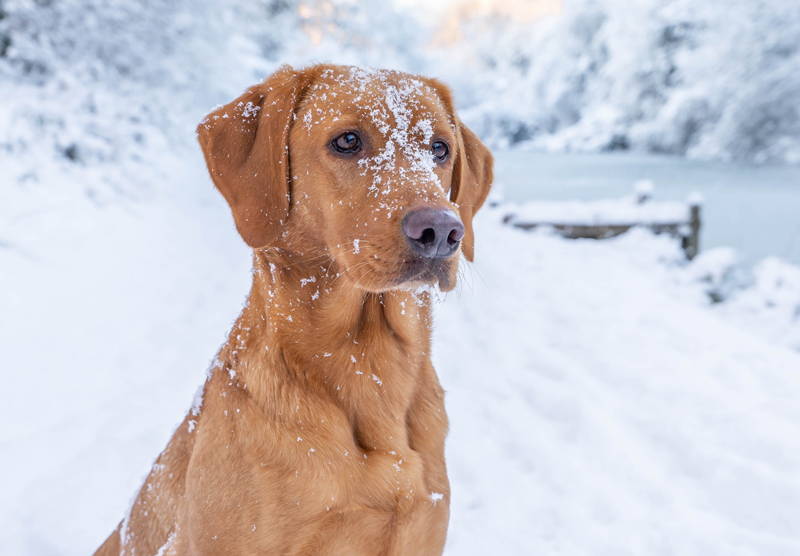 Caring for your canine in Winter