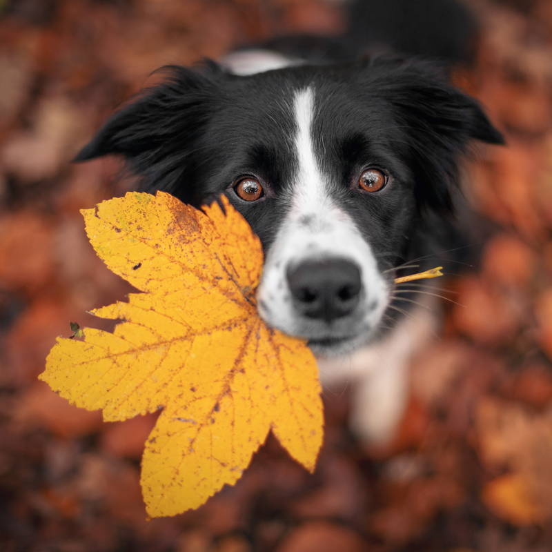 Autumn Essentials