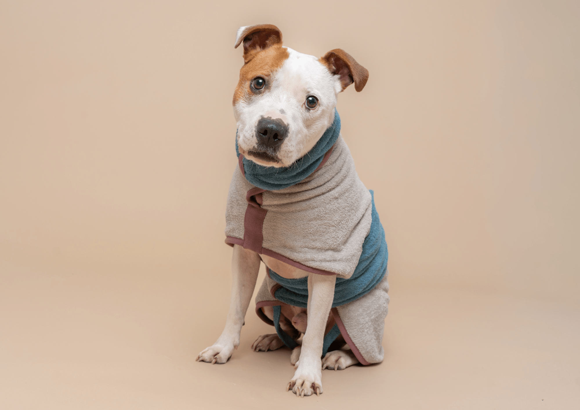 What to expect from R&T at Crufts 2026 - Ruff and Tumble