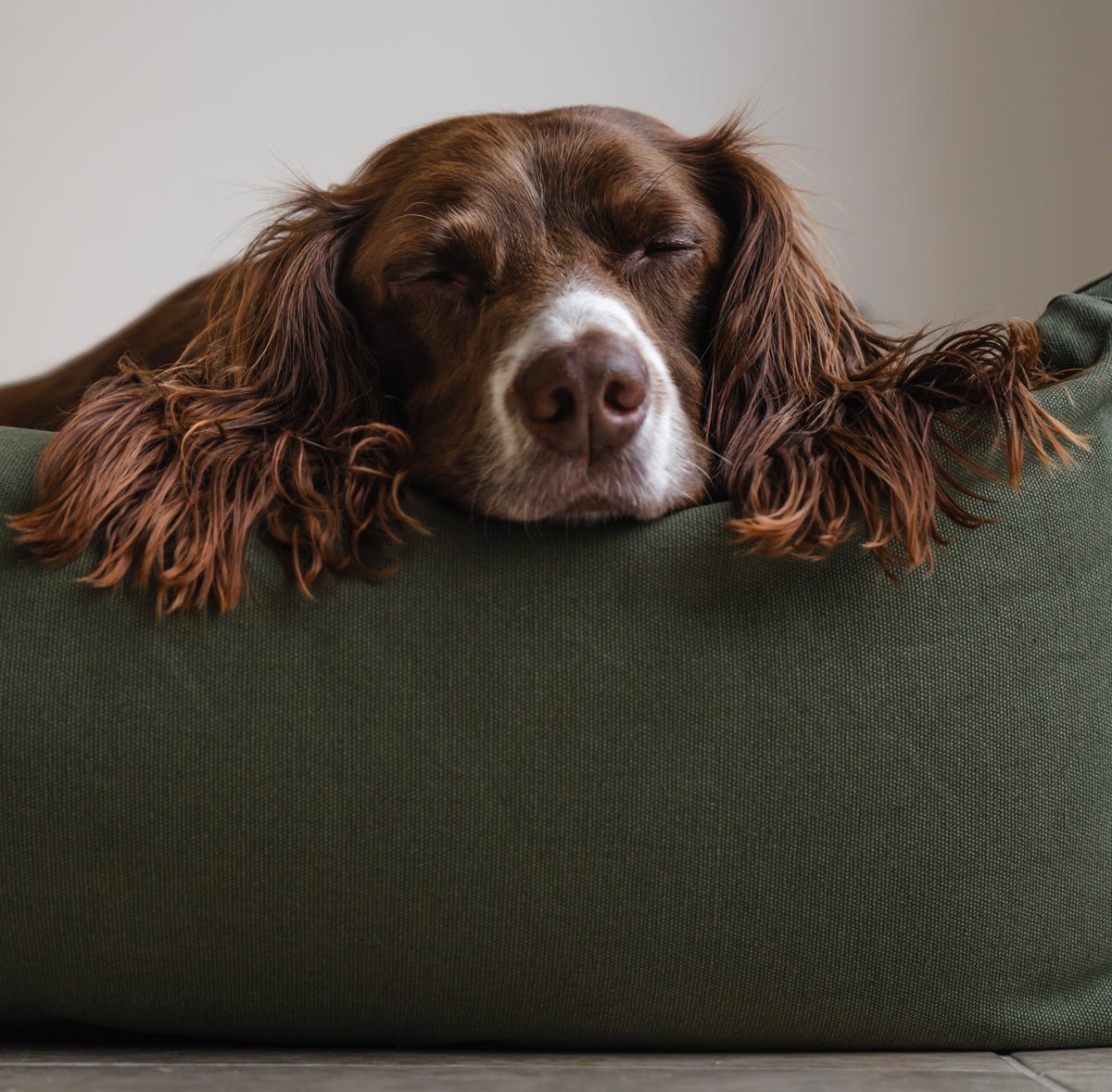 Why the Ruff and Tumble Burnham Bolster Bed Is the Dog Bed You've Been Looking For - Ruff and Tumble