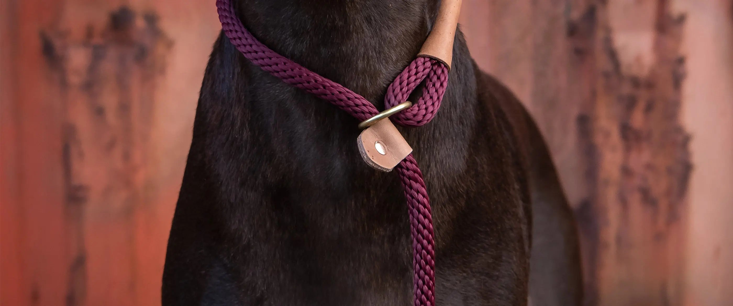 Collars & Leads - Ruff and Tumble