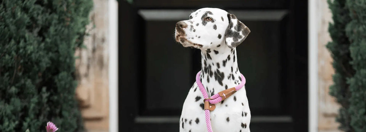 Valentine's Gifts & Accessories - Ruff and Tumble