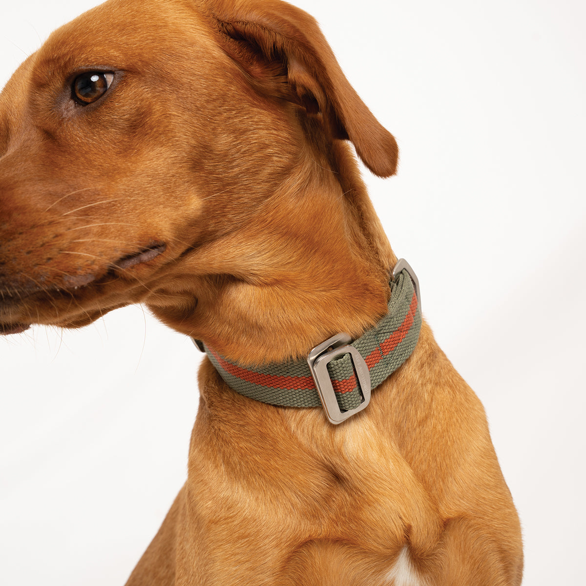 All-Terrain Canvas Collar - Khaki / Chestnut