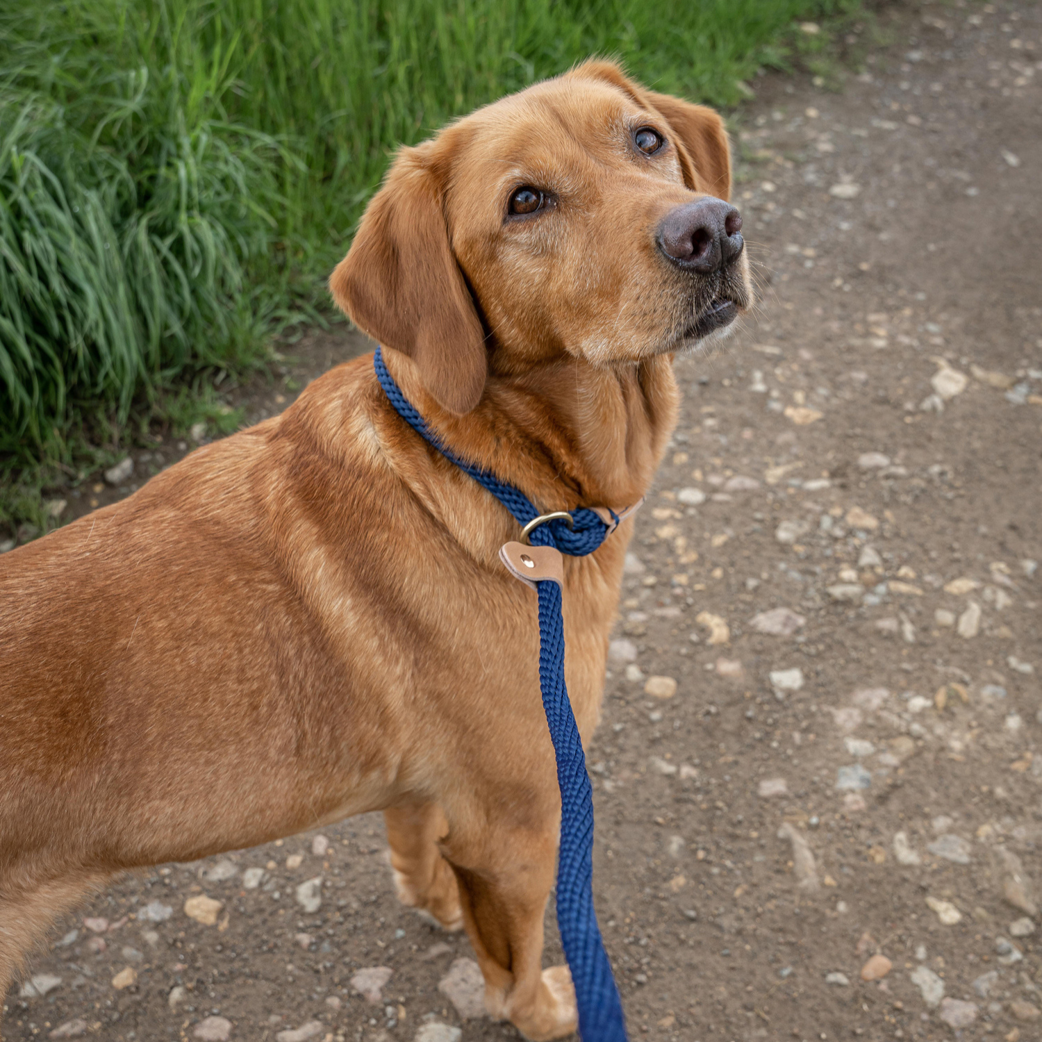 Dog Leads - French Navy