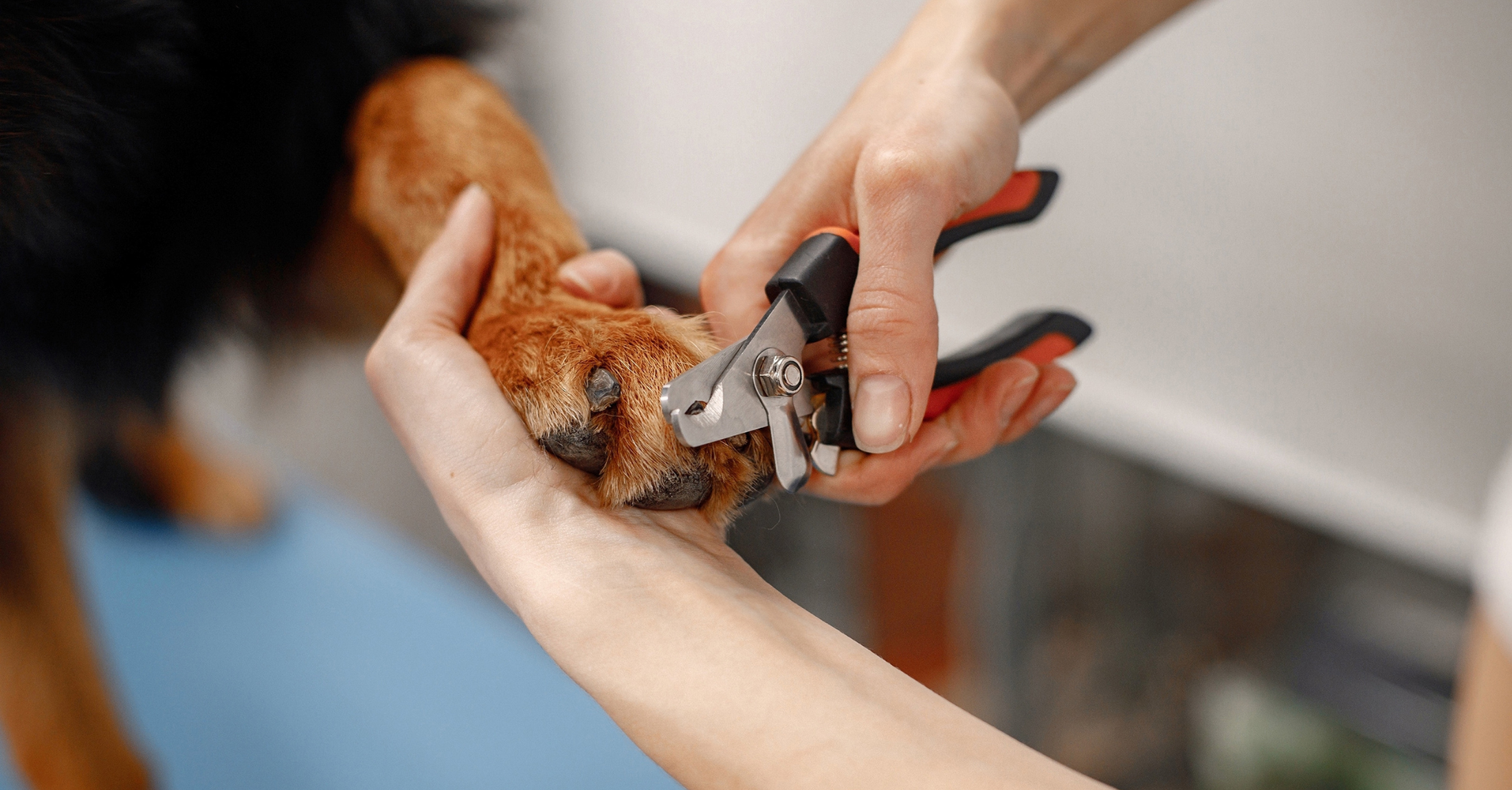 Why is trimming your dog’s nails so important?