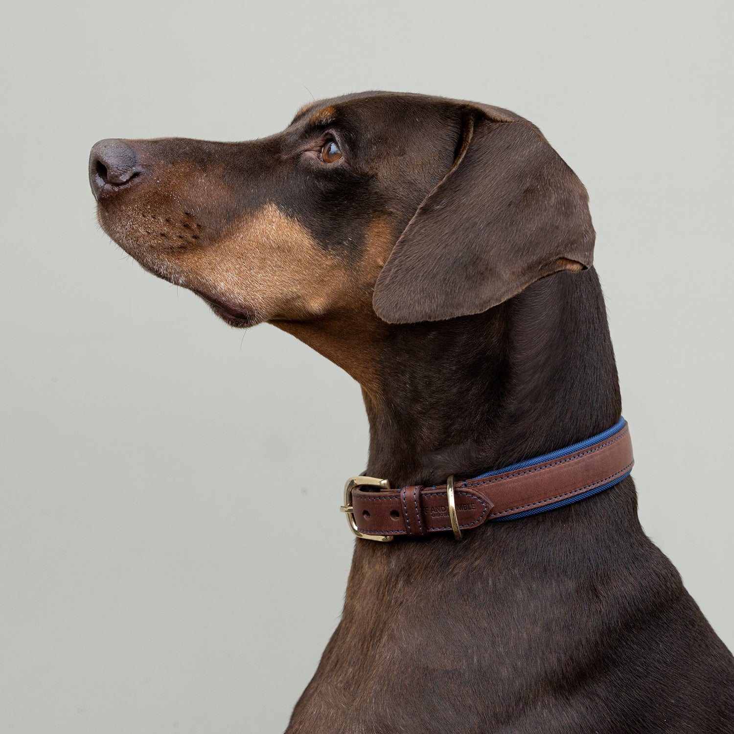 Morston Padded Leather Collar - Navy