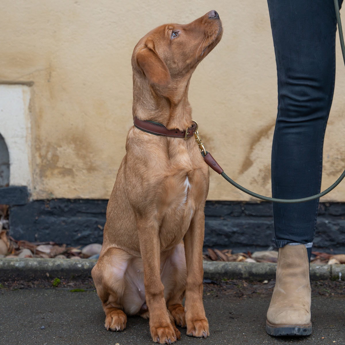 Morston Padded Leather Collar - Olive