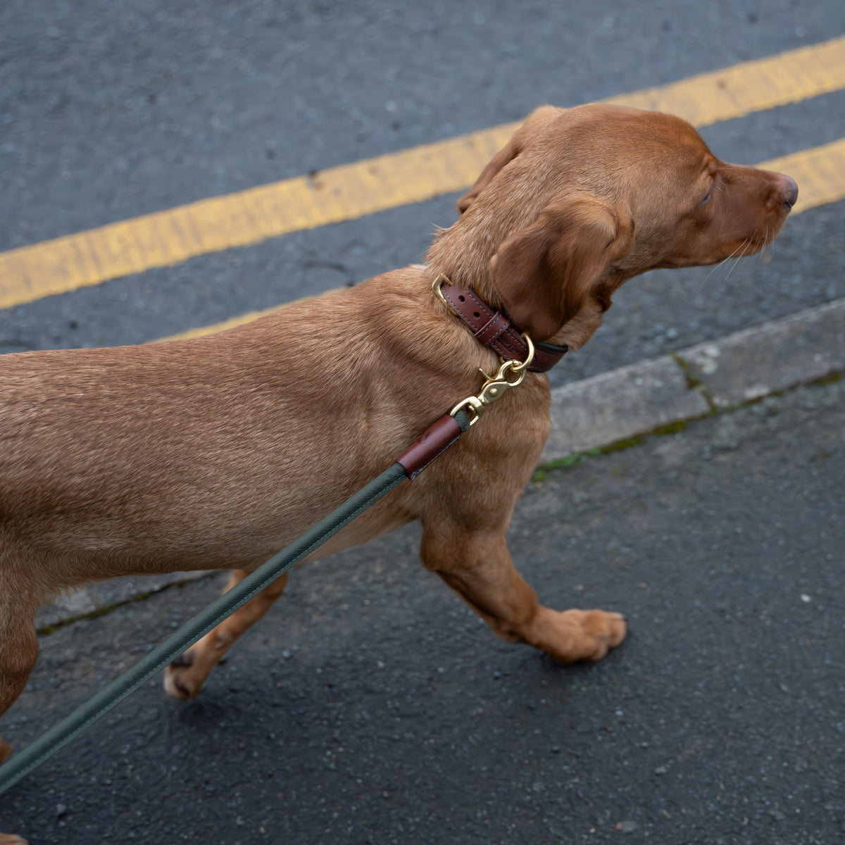 Morston Padded Leather Collar - Olive