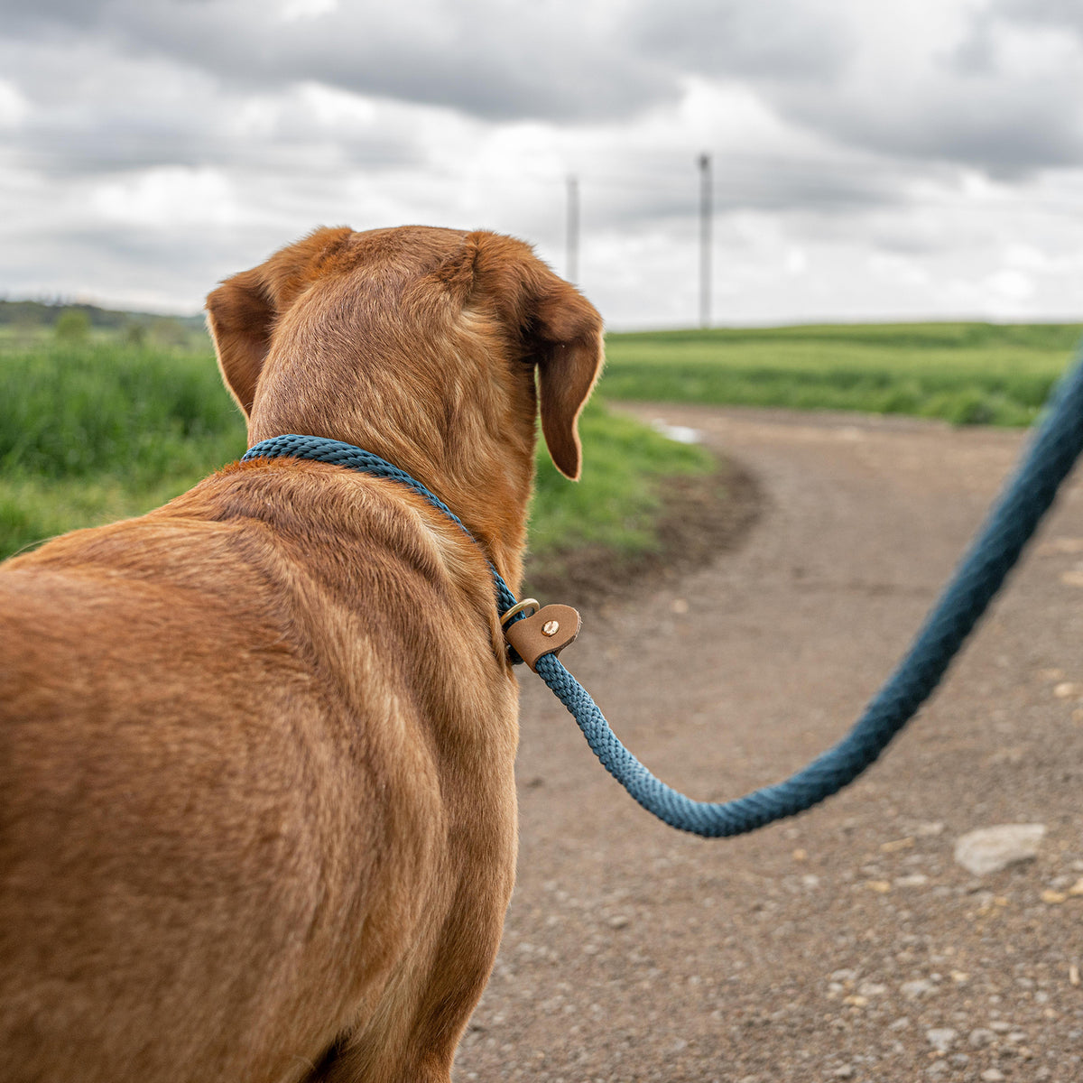 Dog Leads - Sandringham Blue