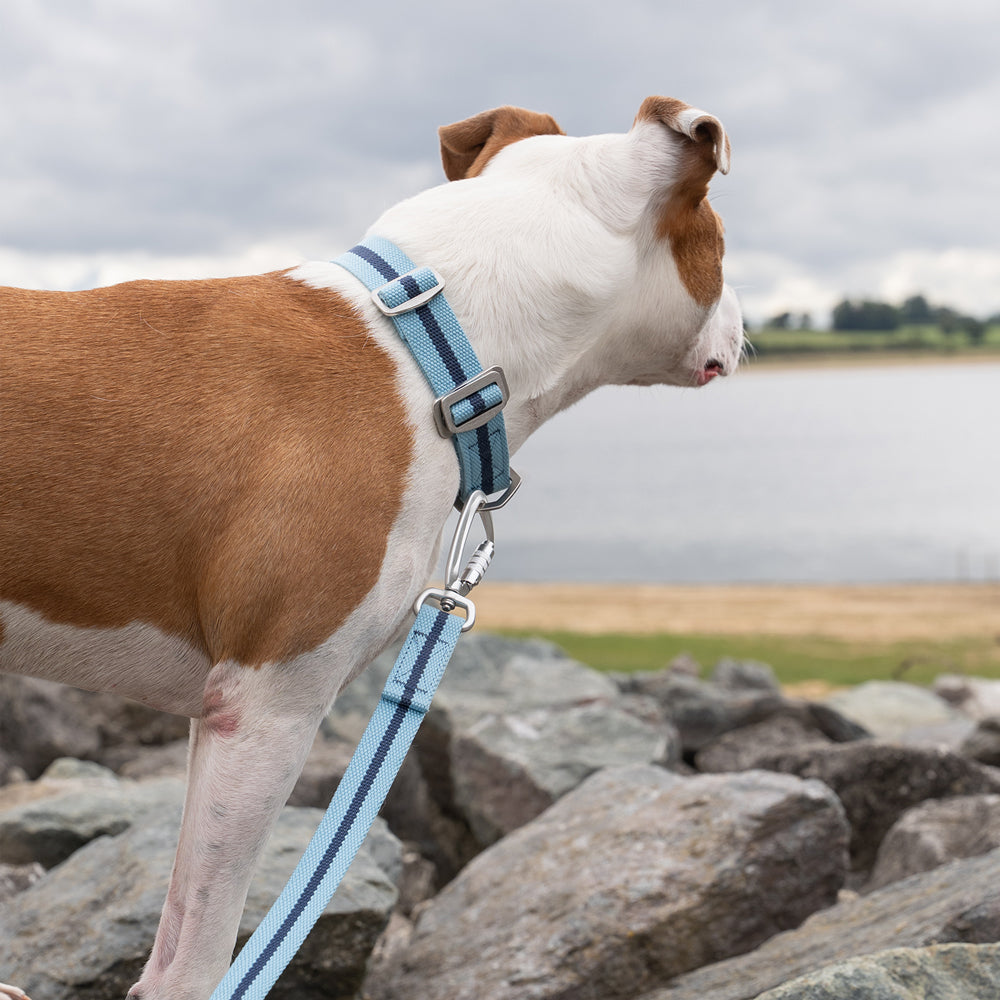 All-Terrain Canvas Collar - Sky Blue / Navy Ruff and Tumble 