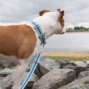 All-Terrain Canvas Collar - Sky Blue / Navy Ruff and Tumble 