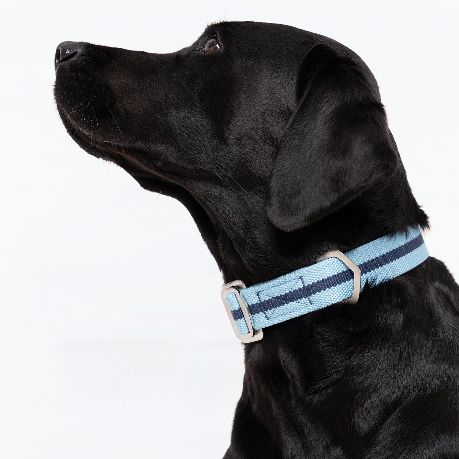 All-Terrain Canvas Collar - Sky Blue / Navy Ruff and Tumble 