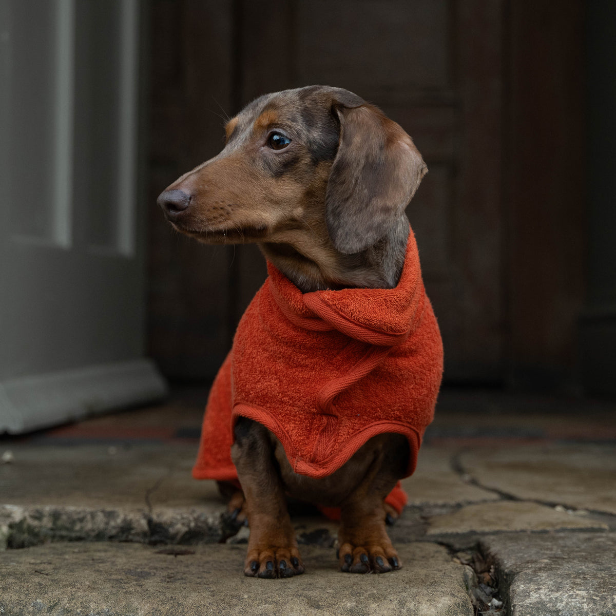 Limited Edition Dog Drying Coat - Tangerine