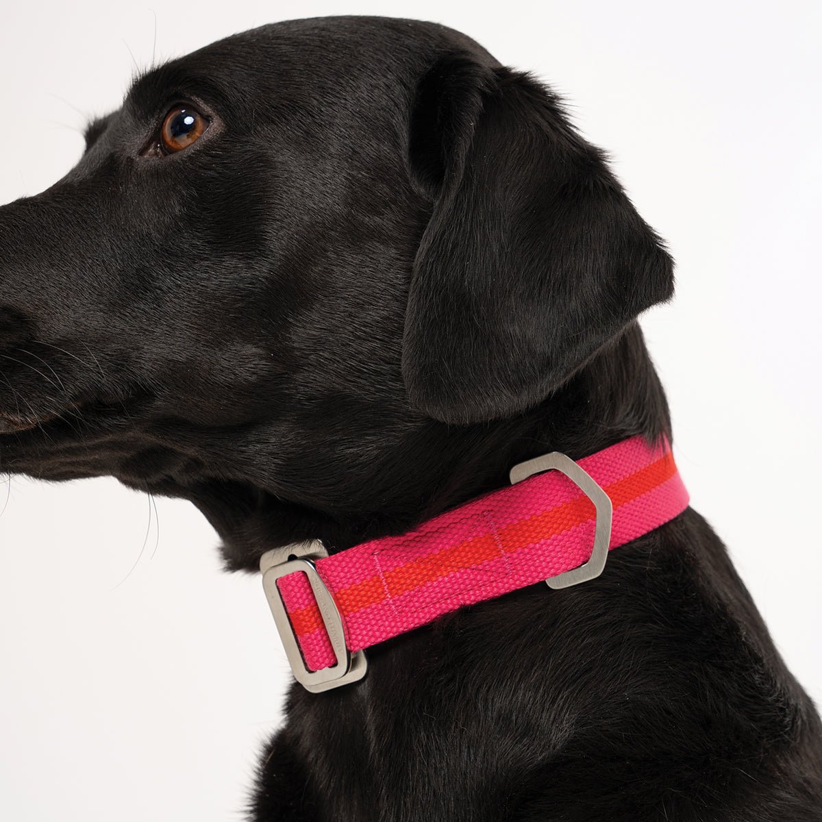 All - Terrain Canvas Collar - Fuchsia / Scarlet - Ruff and Tumble