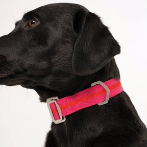 All - Terrain Canvas Collar - Fuchsia / Scarlet - Ruff and Tumble