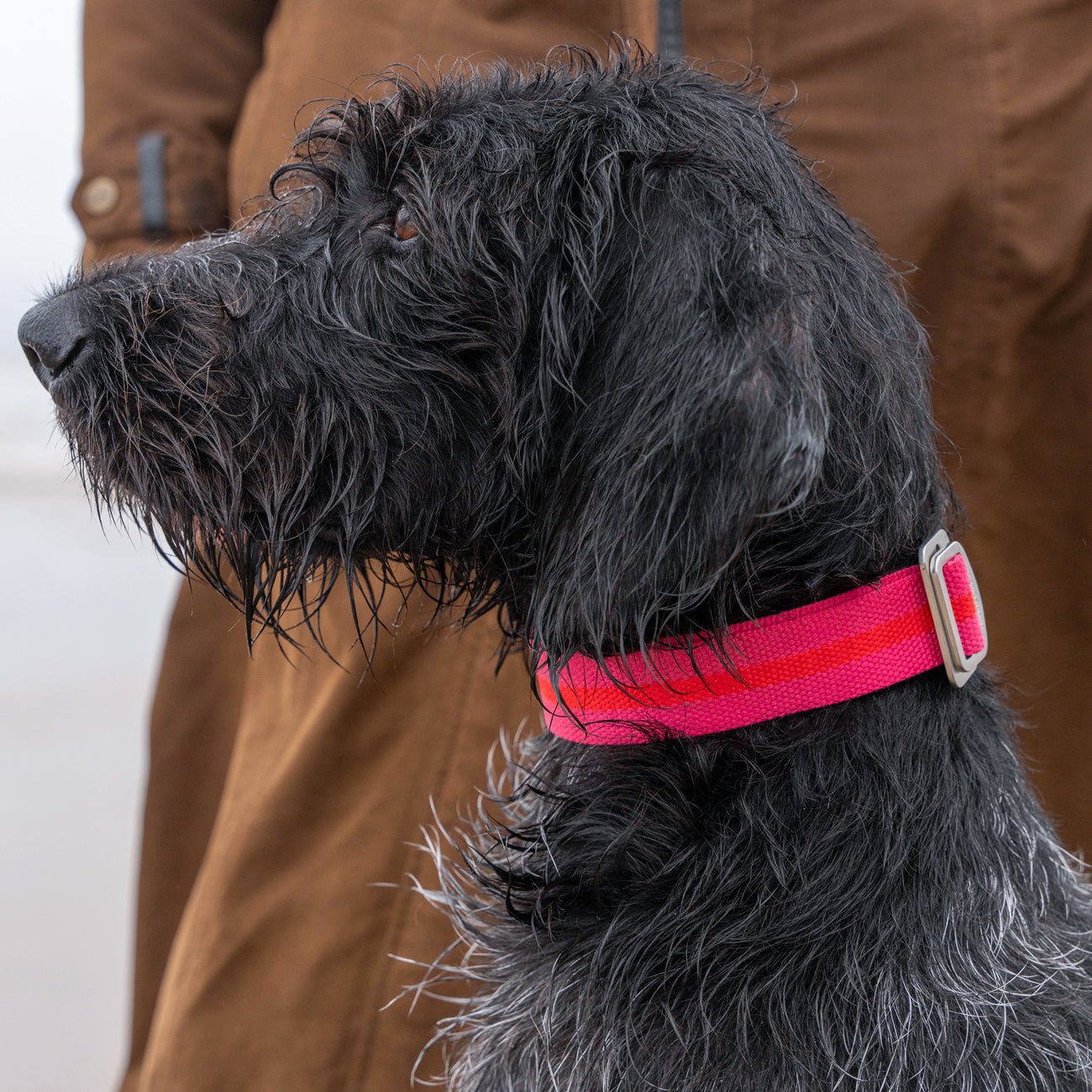 All - Terrain Canvas Collar - Fuchsia / Scarlett - Ruff and Tumble