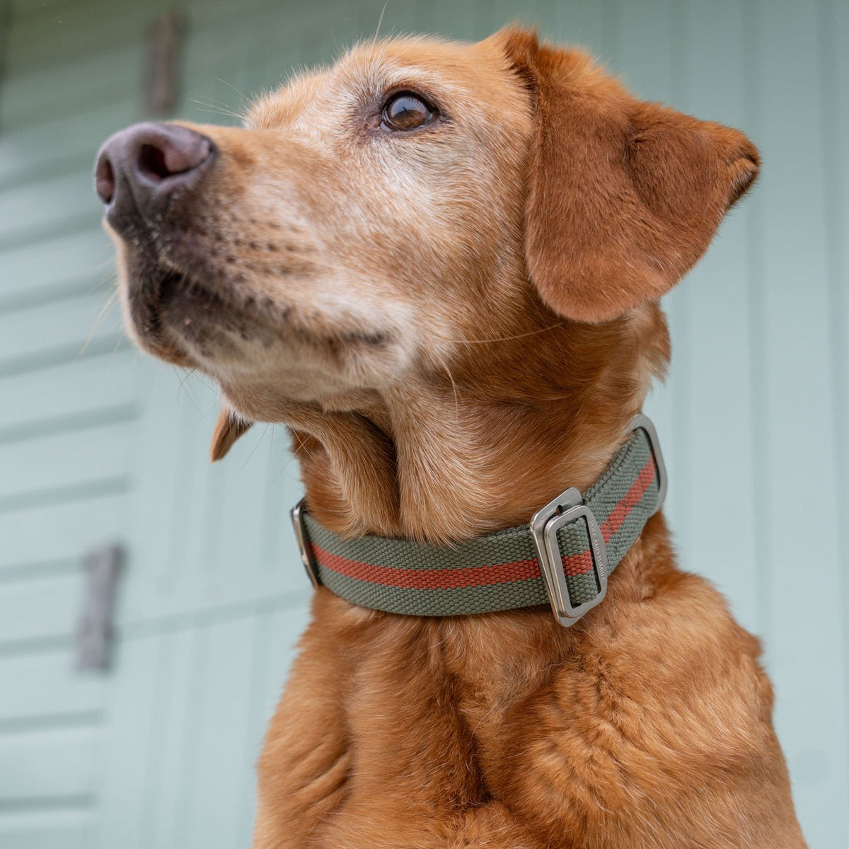 All - Terrain Canvas Collar - Khaki / Chestnut - Ruff and Tumble
