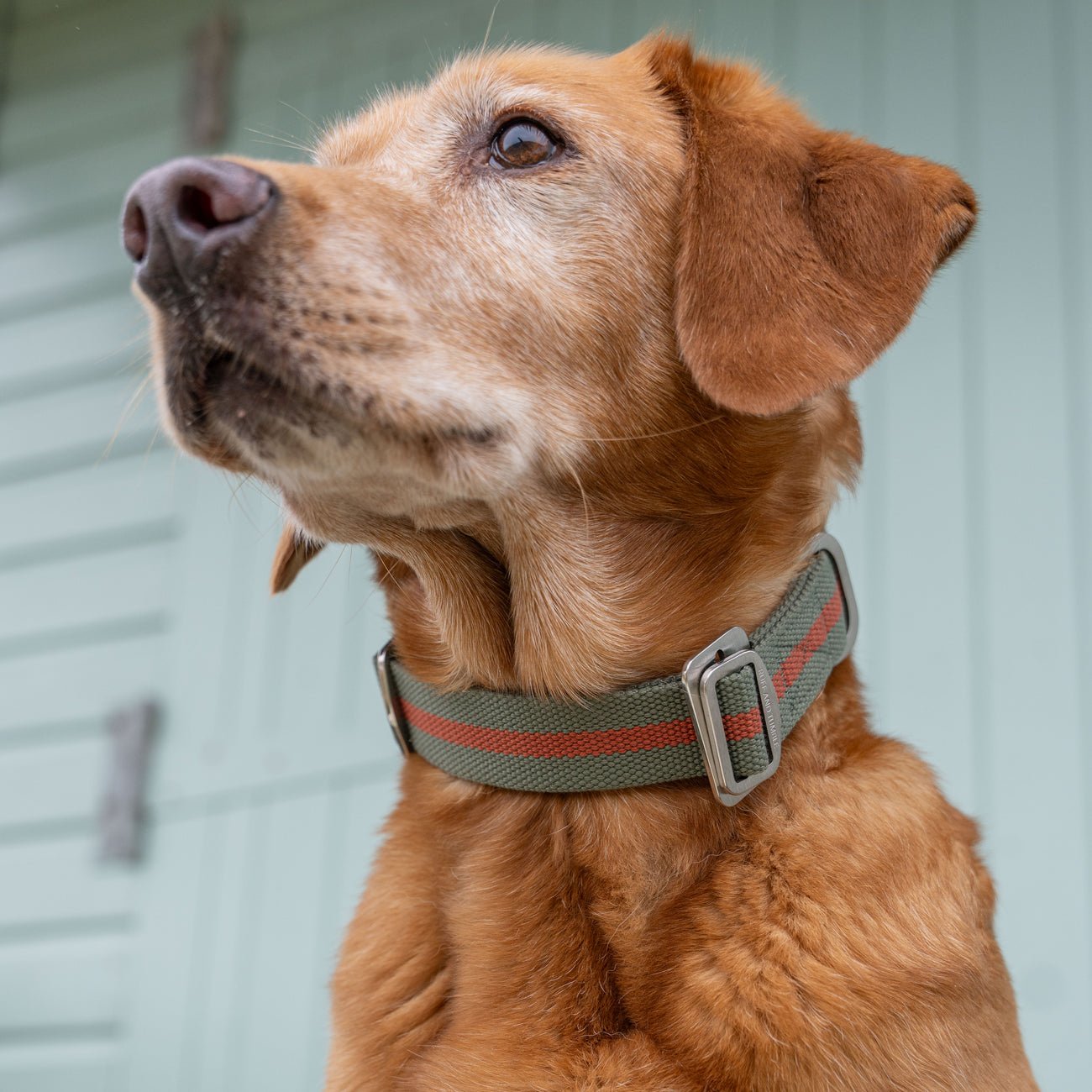 All - Terrain Canvas Collar - Khaki / Chestnut - Ruff and Tumble
