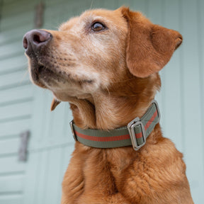 All - Terrain Canvas Collar - Khaki / Chestnut - Ruff and Tumble