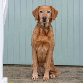 All - Terrain Canvas Collar - Khaki / Chestnut - Ruff and Tumble