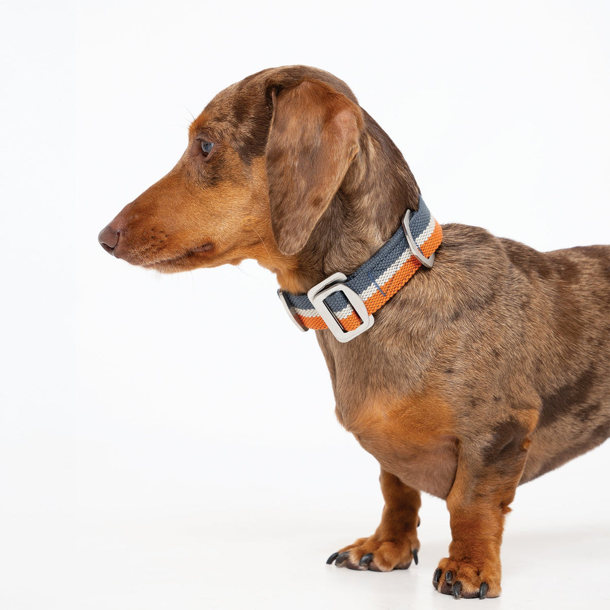 All - Terrain Canvas Collar - Navy / Amber - Ruff and Tumble