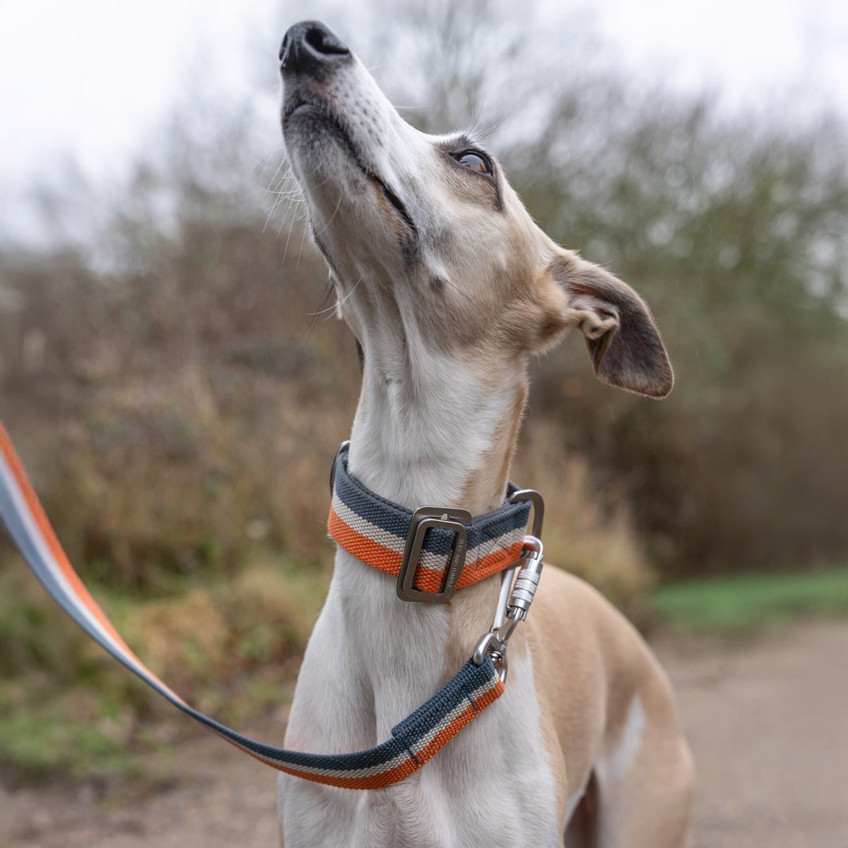 All - Terrain Canvas Collar - Navy / Amber - Ruff and Tumble