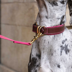 Blakeney Canvas Leather Collar - Fuchsia - Ruff and Tumble