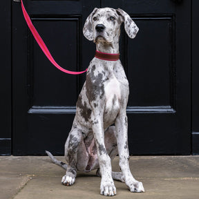 Blakeney Canvas Leather Collar - Fuchsia - Ruff and Tumble