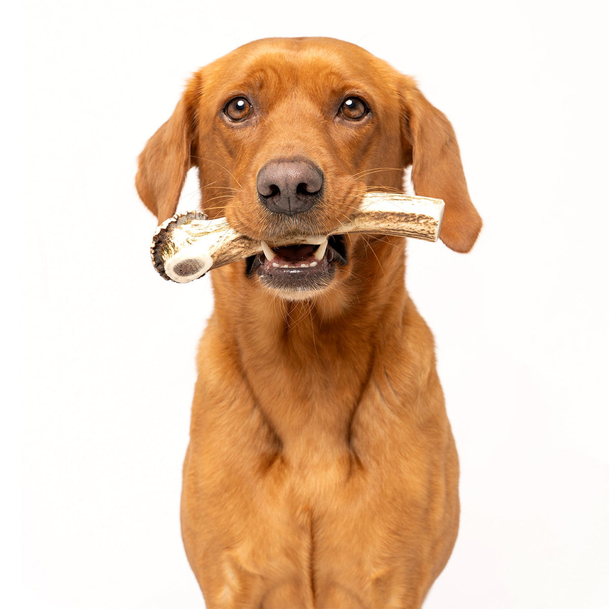 Deer Antler Chews - Ruff and Tumble