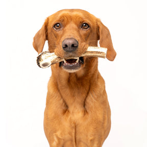 Deer Antler Chews - Ruff and Tumble