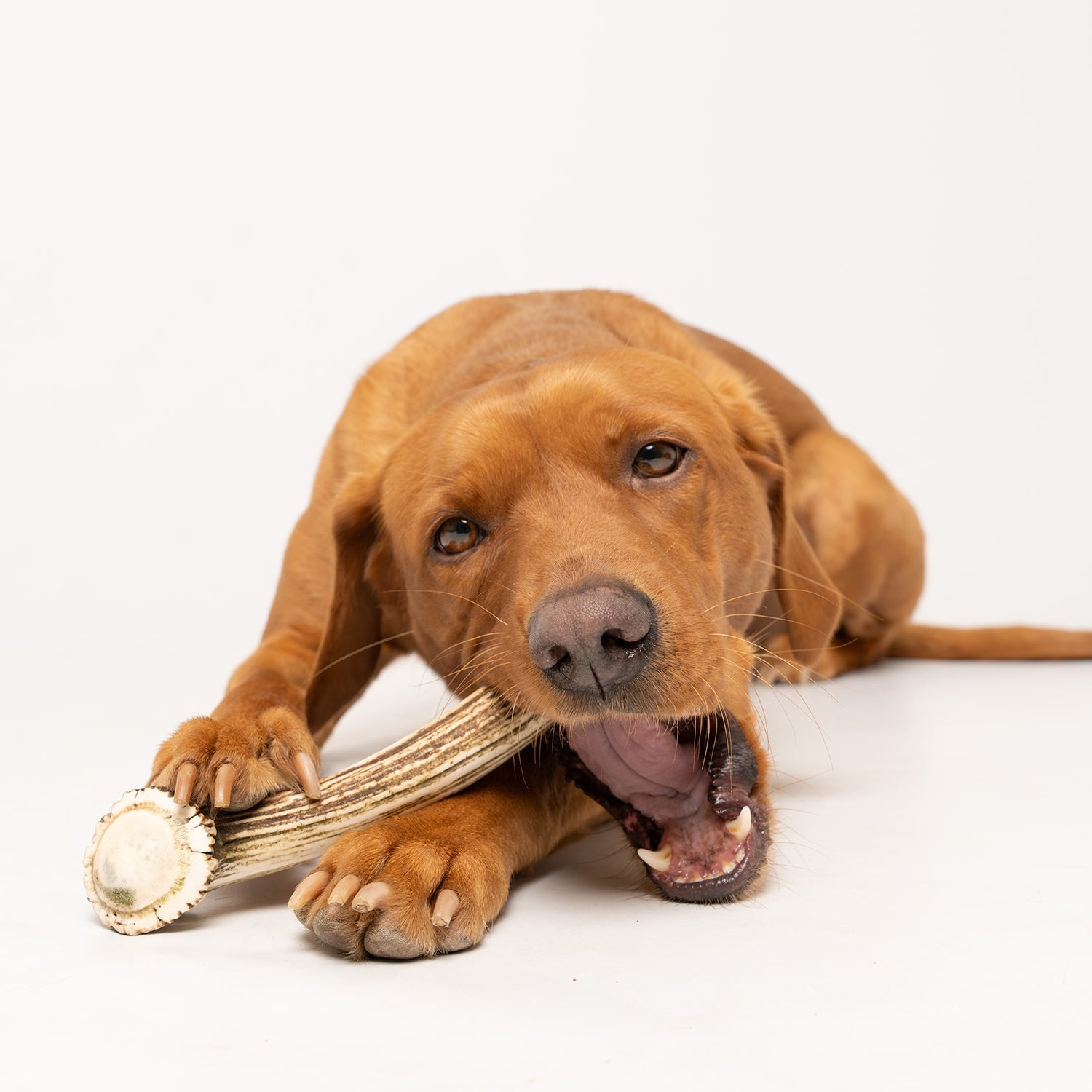 Deer Antler Chews - Ruff and Tumble