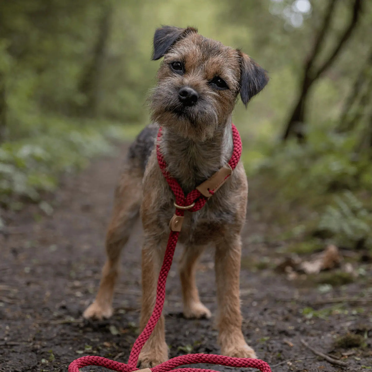 Dog Leads - Rosehip - Ruff and Tumble