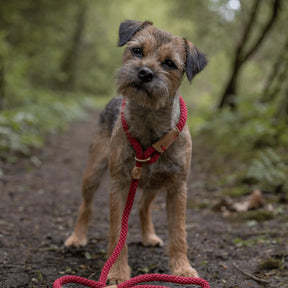 Dog Leads - Rosehip - Ruff and Tumble