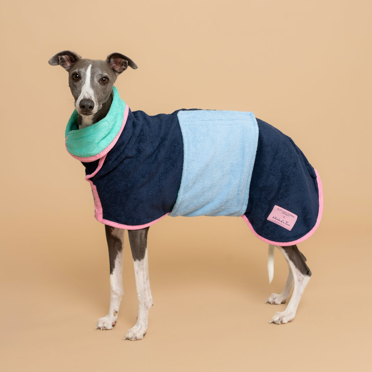 Dog wearing a multicolored coat on a beige background