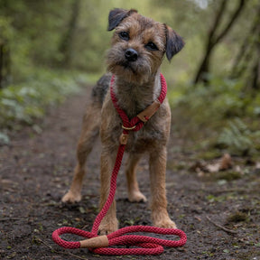First Generation Dog Leads - Ruff and Tumble