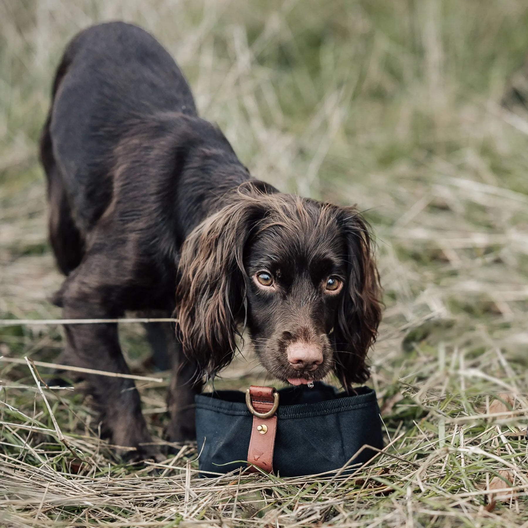 Foldable Travel Bowl - Black - Ruff and Tumble