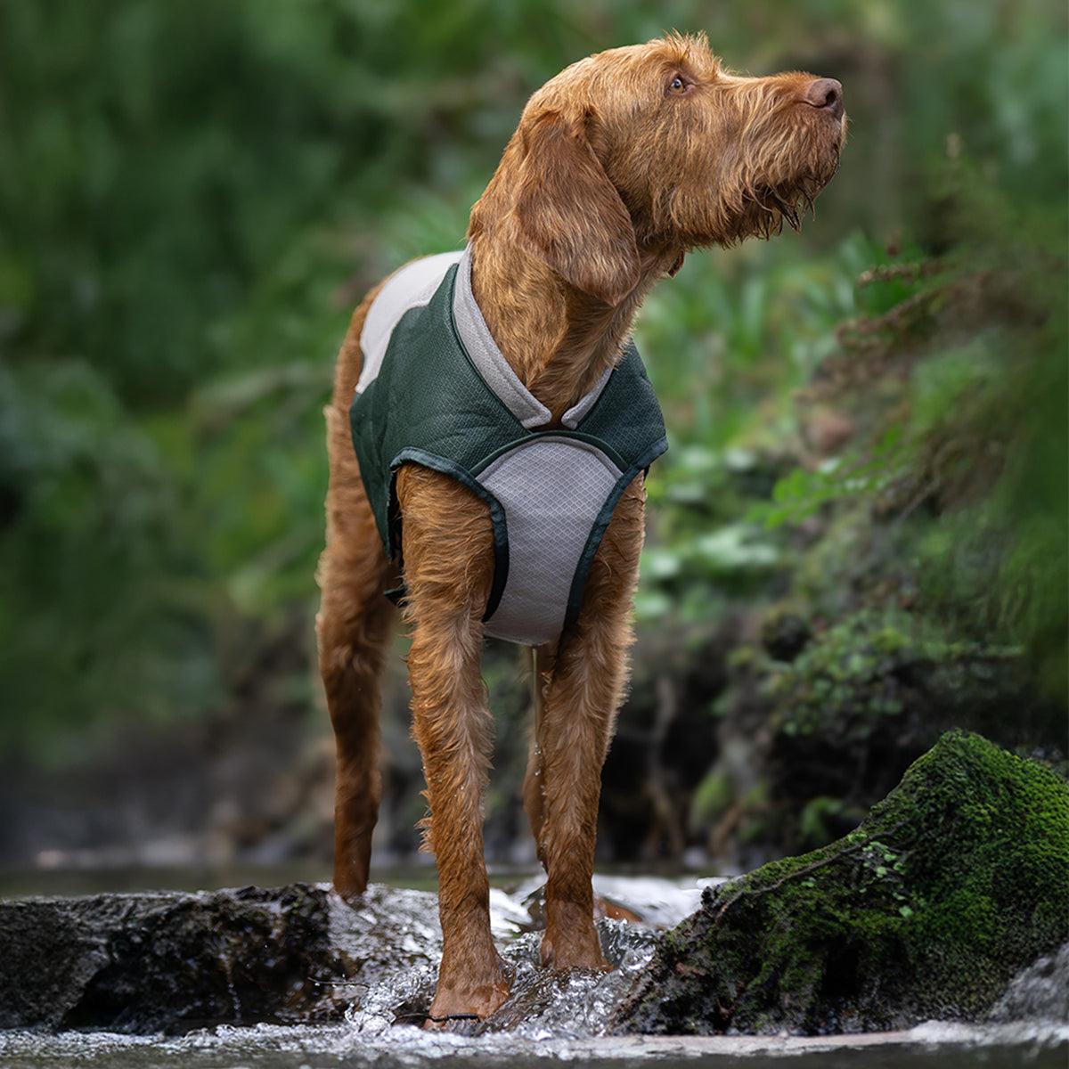 Dog Cooling Coat
