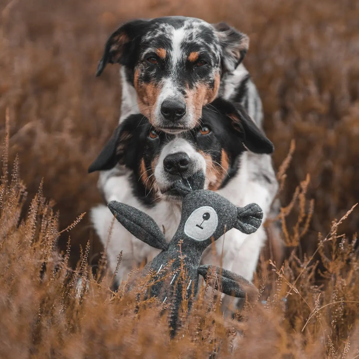 Hunter Bear Dog Toy - Ruff and Tumble