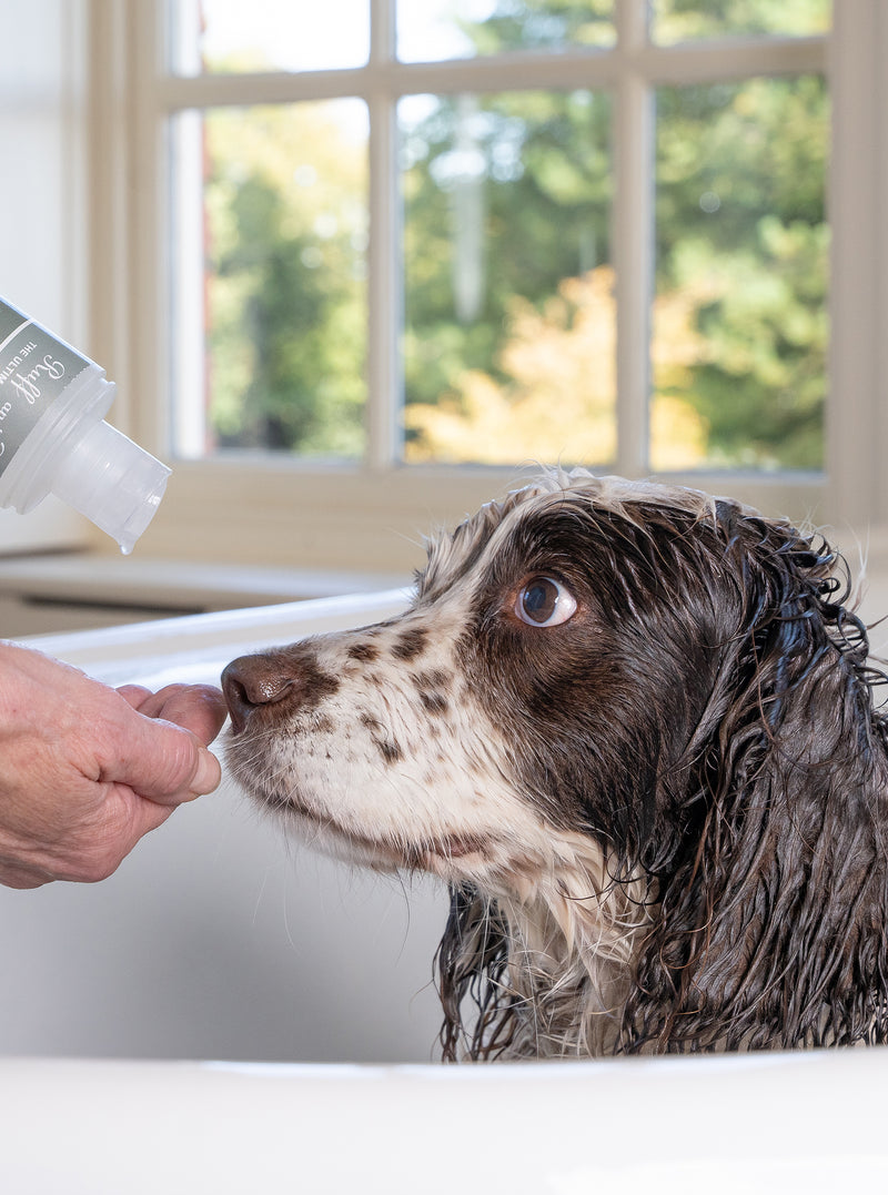 Bathing dogs in Winter our foolproof guide!