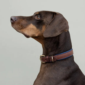Morston Padded Leather Collar - Navy - Ruff and Tumble