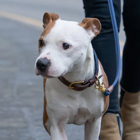 Morston Padded Leather Collar - Navy - Ruff and Tumble