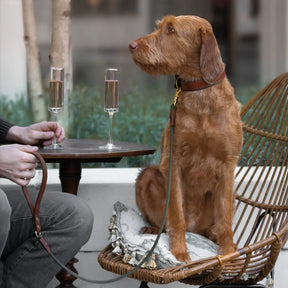 Morston Padded Leather Collar - Olive - Ruff and Tumble