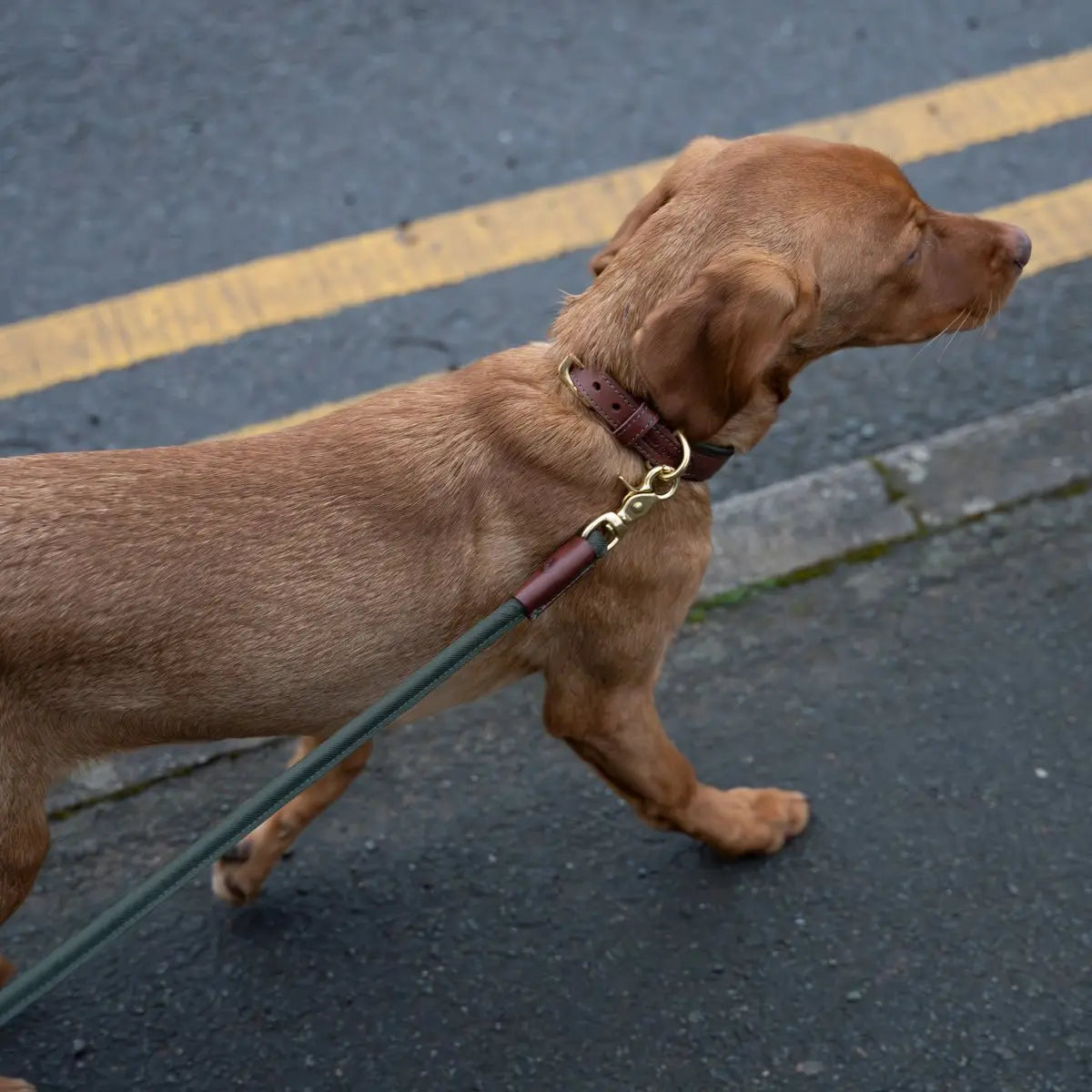 Morston Padded Leather Collar - Olive - Ruff and Tumble