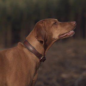 Morston Padded Leather Collar - Olive - Ruff and Tumble
