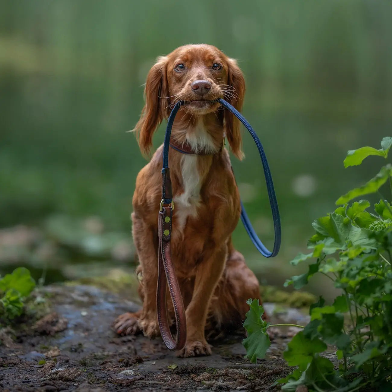 Morston Rolled Clip Lead - Ruff and Tumble