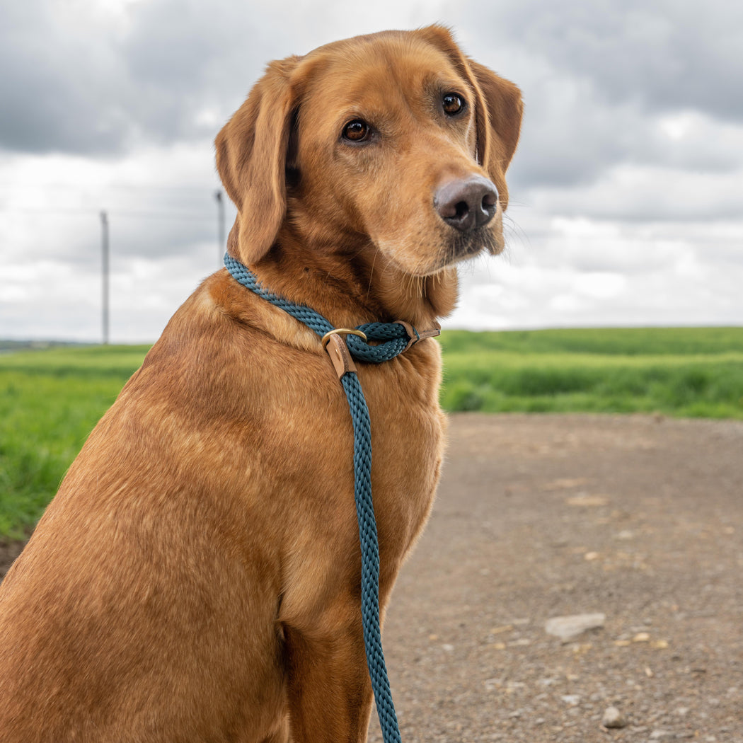 Dog Leads - Sandringham Blue